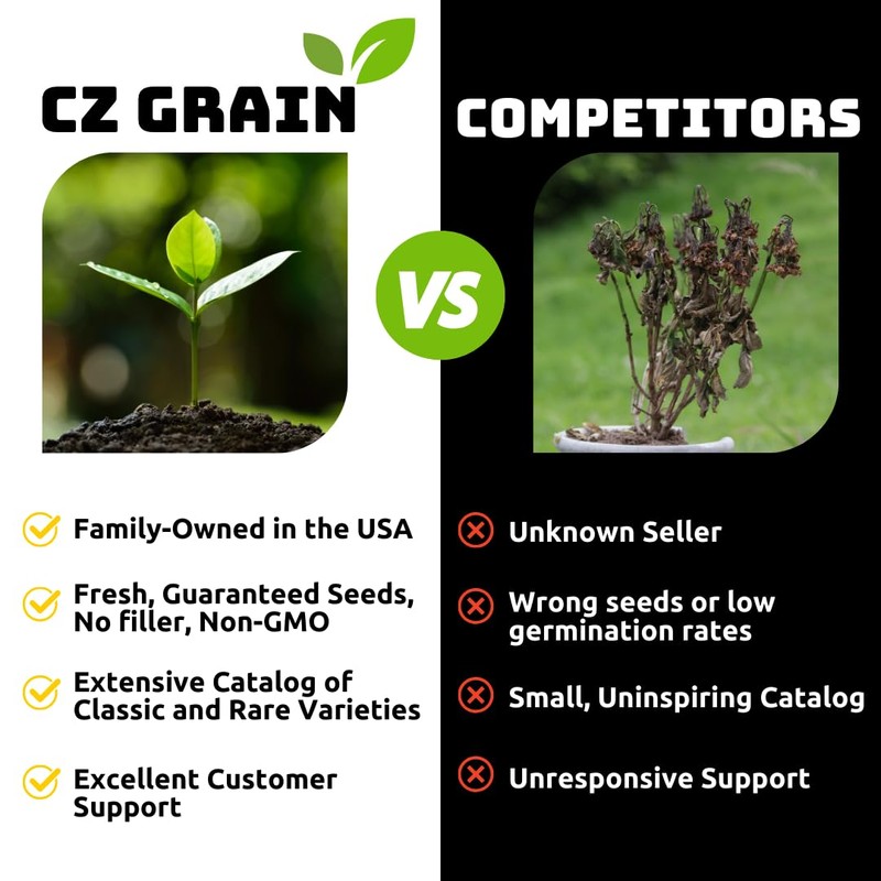 Dwarf Lime Tree Seeds – 20+ Healthy Seeds for Planting