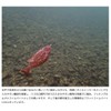 IMAKATSU HADLEGIL 5" (ECO-FRIENDLY PRODUCT) (#S-14 Green Pumpkin Pepper)