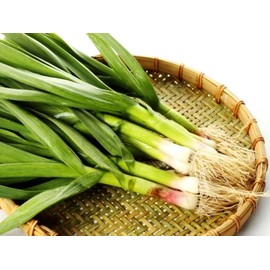 Wild Garlic Ramsons Bear Leek Wild Onion Seeds for Planting 100+ Non-GMO Seeds Herbs & Vegetable Garden