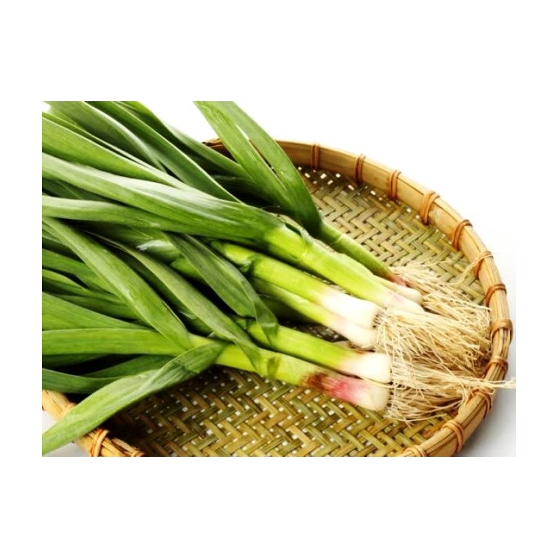 Wild Garlic Ramsons Bear Leek Wild Onion Seeds for Planting