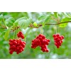 Lowhill Valley Schisandra Berries - Schisandra chinensis Herbal Infusion -