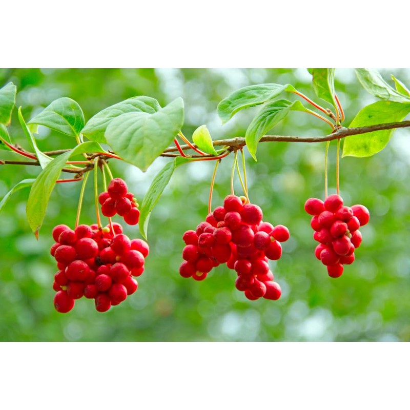Lowhill Valley Schisandra Berries - Schisandra chinensis Herbal Infusion -