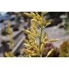 theseedhouse Yellow Flower, Texas Yucca "Rare" 2024 Hesperaloe parviflora -