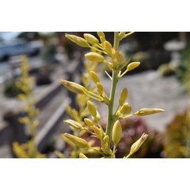 theseedhouse Yellow Flower, Texas Yucca "Rare" 2024 Hesperaloe parviflora - (30 Seeds) 018B