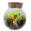 Create Your Serene Moss Sanctuary with The Unique Gardener Moss