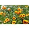 Seeds4planting - Seeds Cape Daisy Mix Vibrant Venidium Annual Flowers