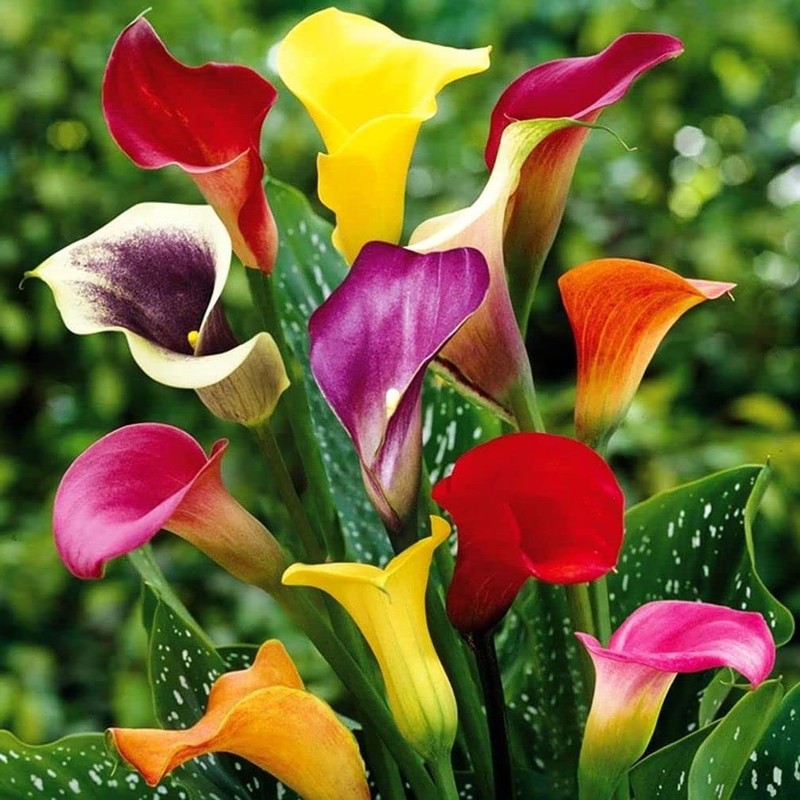 100Pcs Calla Lily Seeds Beautiful Flowers
