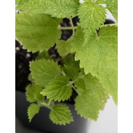 Organic Wild Stinging Nettle Plant - Urtica diorca - 1 Live Plant 3" Pot - Superfood
