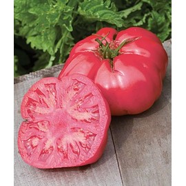 Clovers Garden Caspian Pink Tomato Plant- Two (2) Live Plants – Not Seeds – in 3.5 Inch Pots