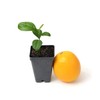 Meyer Lemon Tree Starter Plant. Citrus x meyeri. 3" -