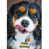 Cavalier King Charles Spaniel Dog Birthday Greeting Card