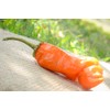 Sherwoods Seeds Orange Peter Chili Willy Heirloom Pepper Premium Seed