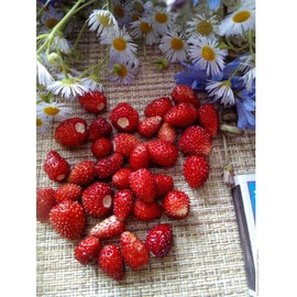 CEMEHA SEEDS - Seeds Alpine Strawberry Regina Everbearing Berries Indoor Non GMO Fruits for Planting