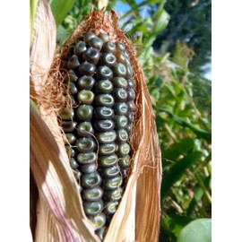 J&L Gardens Oaxacan Green Dent Corn - Stunning corn makes the best green tortillas