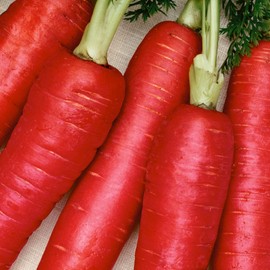 Carrot Seeds - Scarlet Red - 4 Oz ~72000 Seeds - Non-GMO, Heirloom - Asian Garden Vegetable