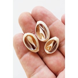 50 Select Center Cut Ringtop Cowrie Shells Seashells 1/2-1" Shellcraft Cypraea Crafts - No Holes