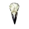 Reliquary Raven Skull