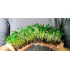 Gardenera Organic Microgreens Potting Mix: Hand-Mixed with Care Using Top-Grade