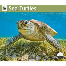 Carousel Calendars, Sea Turtles WWF 2026 Wall Calendar, 12.01'' X 14.09'', 16-Month Calendar with Stapled Binding