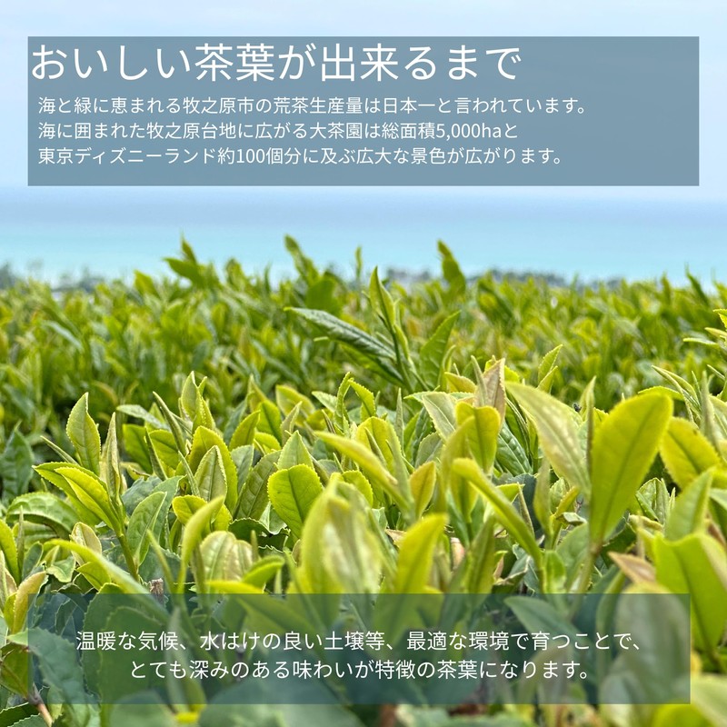 Teal Brown Rice Tea Bag, 0.1 oz (3 g) x