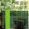 nichie マテ茶 ブラック ブラジル産 農薬不使用 ロースト 300g