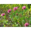 3,000 Medium Red Clover Seeds 7 Grams USA Harvested pollinator
