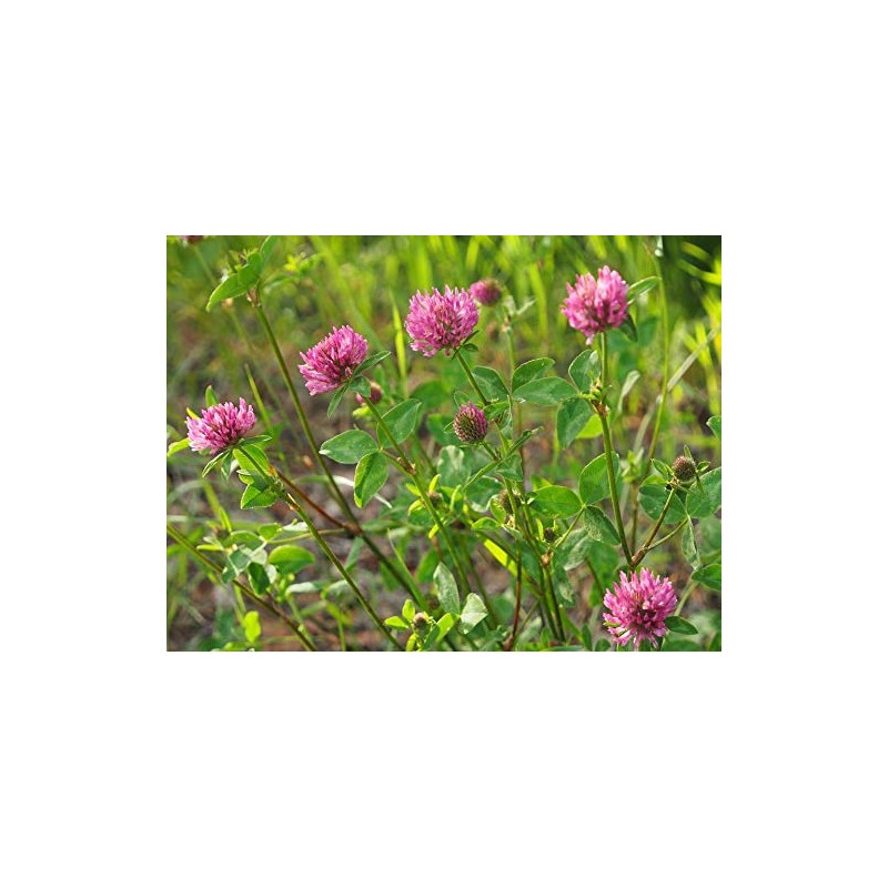 3,000 Medium Red Clover Seeds 7 Grams USA Harvested pollinator