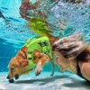 Queenmore Small Dog Life Jacket,Small Dog Life Vest for Swimming,Adjustable