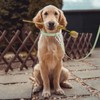 Wolfone Waterproof Dog Collar with Quick Release Buckle， Cute Adjustable