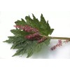 Pure Herbs: Turkey Rhubarb - 4 oz.