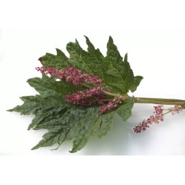 Pure Herbs: Turkey Rhubarb - 4 oz.