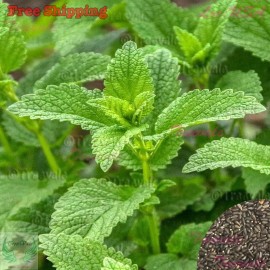 Treevale Lemon Balm Seeds - Melissa officinalis - Honey Plant Herb | NON-GMO - 2400 Seeds