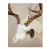 Skull Hooker Little Hooker European Trophy Mount - Perfect Kit