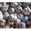 fetechondra Garlic Vegetable seeds 100pcs white