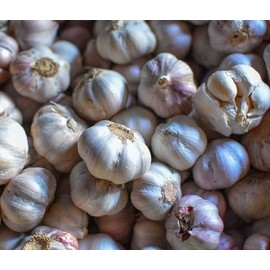 fetechondra Garlic Vegetable seeds 100pcs white