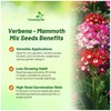 Outsidepride Mammoth Mix Verbena Seeds for Planting - 2000 Pcs.