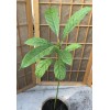 Avocado Fruit Tree 20” Seedling Live Plant Ready To Plant
