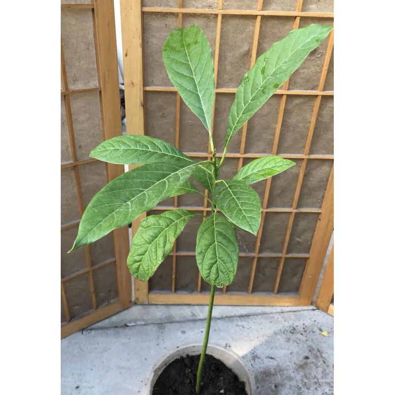 Avocado Fruit Tree 20” Seedling Live Plant Ready To Plant