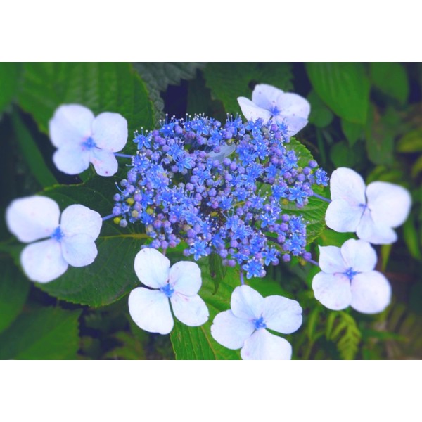 Painting Wallpaper Poster Removable Self Stick Hydrangea 紫陽花 観音崎 Yokosuka