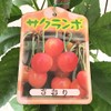 Cherry Blossom Seedling, 5.3 inches (13.5 cm) Pot, Seedling, Cherry