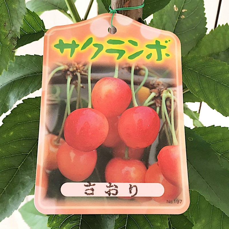 Cherry Blossom Seedling, 5.3 inches (13.5 cm) Pot, Seedling, Cherry