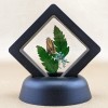Scenic City Oddities i51a Painted Lichen Moth Floating display Entomology
