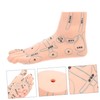 ORFOFE 19CM Foot Massage Acupoint Model Reflexology Teaching Tool Foot