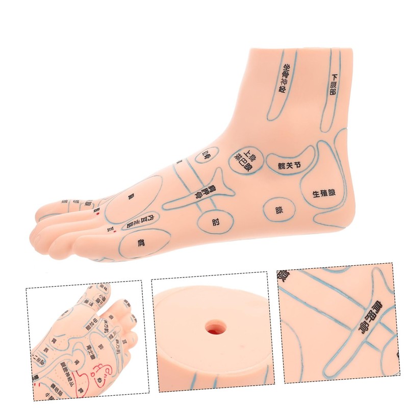 ORFOFE 19CM Foot Massage Acupoint Model Reflexology Teaching Tool Foot