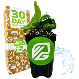 Elephant Staghorn Fern Live Plant - Platycerium Elephantotis by Wellspring Gardens, Indoor Plants Live Houseplants, Perfect for Medium Plant Pots and Staghorn Fern Mounting, Starter Plant