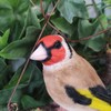 Vivid Arts - Hanging Goldfinch on Branch - HGF-019