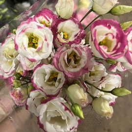 CHUXAY GARDEN White Lisianthus Pink Edge,White Pink Eustoma Grandiflorum Seed 100 Seeds Stunning Flowering Plant an Exciting New Addition Great for Garden