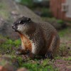 titihuirie 3PCS Groundhog Figurine Groundhog Sculpture Groundhog Model Animal Model