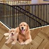 Balcony Netting for Pets, Stairway Net for Balcony, Pet Netting