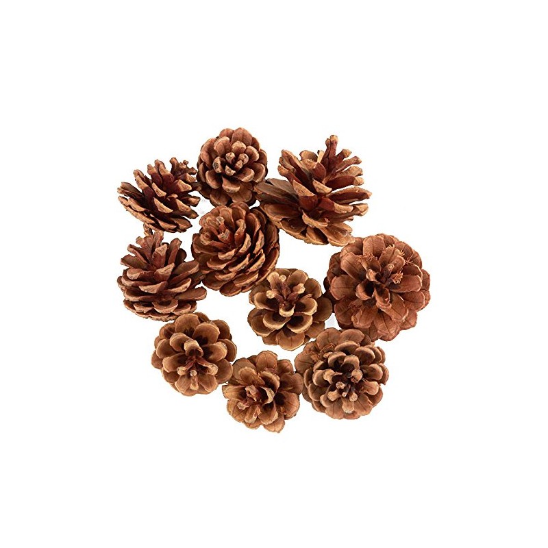Pack of 20 Natural Dried Pine Cones - Woodland Pinecones